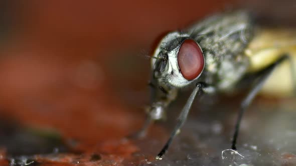 A Housefly (musca domestica) feeding from leftovers on a marble kitchen counter. Extreme close shot, alt