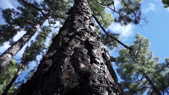 Looking up a burned Canary pine tree (Island of La Palma, Spain).This pine tree can only be found o alt