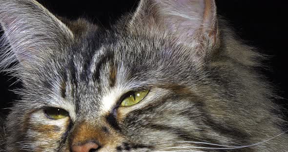 Tortie Maine Coon Domestic Cat, Portrait of Female against Black Background, Normandy in France alt