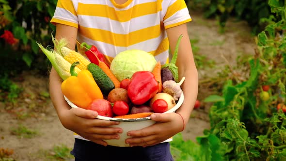 Child Holding a Harvest of Vegetables alt