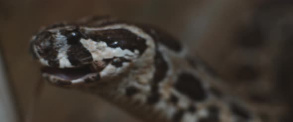 Close up of a viper snake slowly swallowing a mouse, feeding. alt