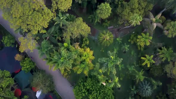 Aerial - Flying along treetops of Medellín, top-down shot of lush greenery, Colombia alt