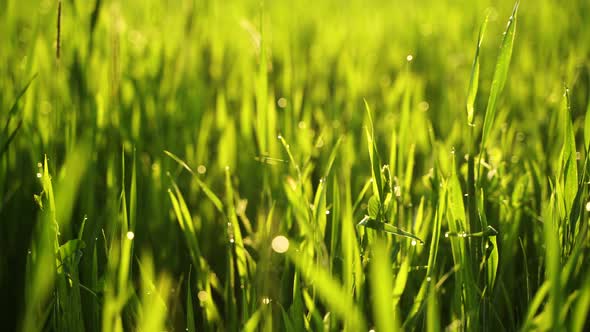 Young crop shoots at sunrise 