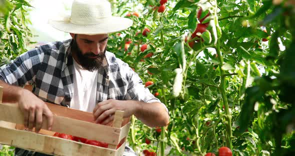 Male Farmer Picking Fresh Tomatoes From His Hothouse Garden