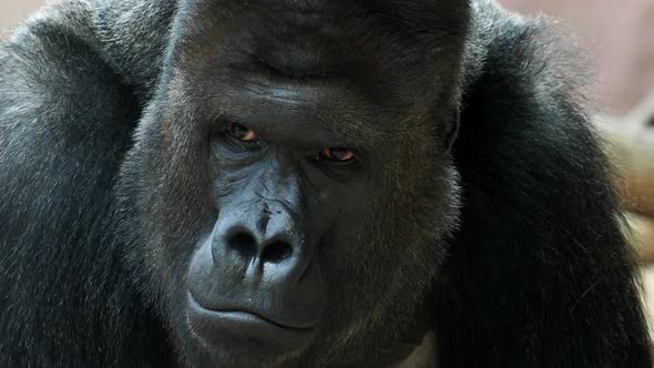 Portrait of male Gorilla, Silver backed Male Gorilla. The gorilla looks into the camera.	 alt