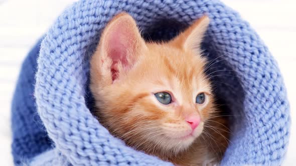 Small Valentines ginger kitten is sweetly basking and looking at the camera alt