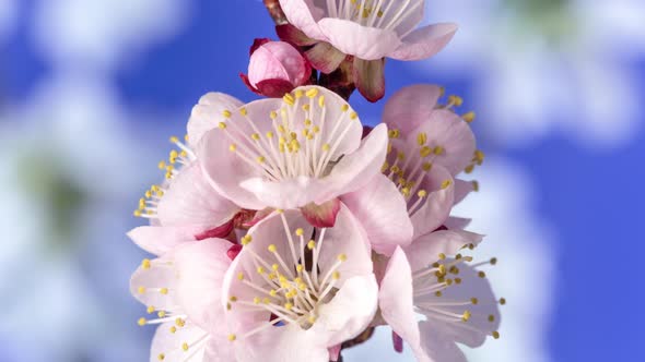 Apricot Fruit Flower Timelapse on Blue 3 alt