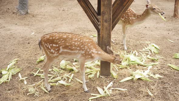 Young Deer in the Pen Eating Corn Leaves