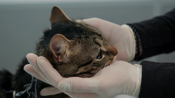 Domestic cat on a medical examination at a veterinarian. A vet clinic alt
