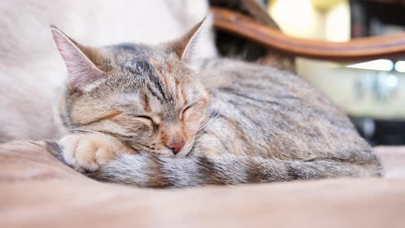 Cat sleeping and wiggles its ears on chair