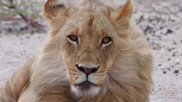 Wind blows the mane of a majestic young lion. Close up telephoto shot. alt