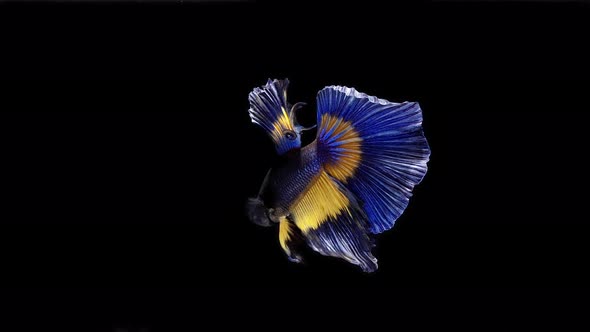 Blue and yellow color Siamese fighting fish