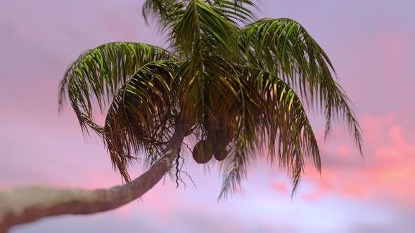 Coconut Palm Tree Sunrise