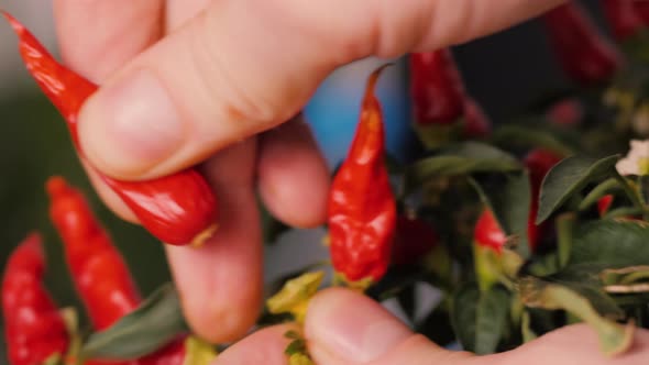 Man Chef Close Up Collect Red Hot Chilli Pepper To Mexican Food, Macro Grow Red Peppers at Home alt