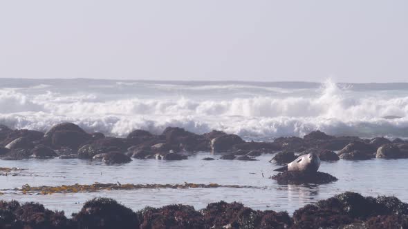 Pacific Harbor Spotted Seal Sea Lion Animal Rest on Rock alt