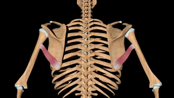 Teres Major Muscles On Skeleton, Motion Graphics | VideoHive