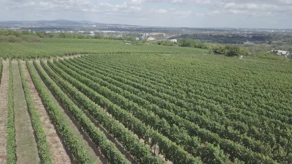 Aerial view vineyards agriculture field summer season harvest nature rural landscape Mainz Germany