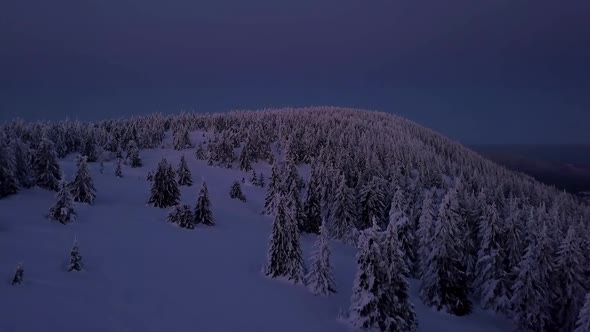 Blue Frozen Forest in Cold Winter Evening alt