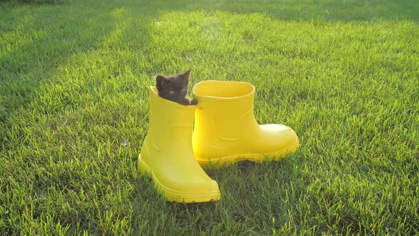 Cute Kitten in a Yellow Boot on the Lawn alt