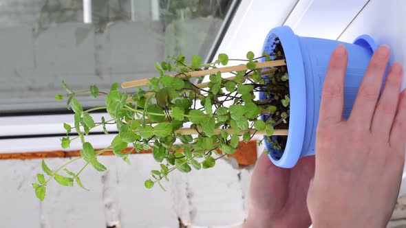 Removing mint plant from the window sill on the balcony alt