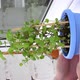 Removing mint plant from the window sill on the balcony - VideoHive Item for Sale