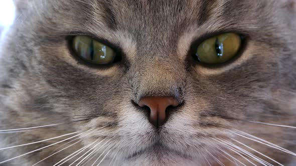 Cat's Snout Close Up