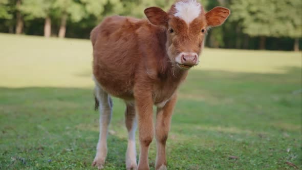 Wild calf looking at the camera alt