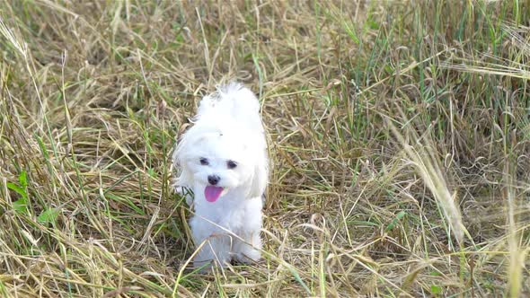 White Puppy Outdoor on Green Grass in the Yard