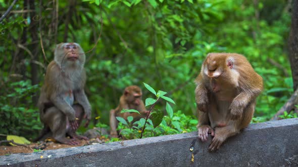 Wild Monkeys in Natural Conditions. Eat Bananas and Nuts. Asia Thailand. Mountain of Monkeys alt