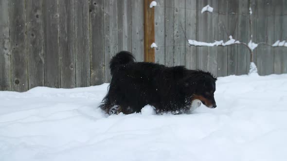 Australian Shepherd sniffing around in falling snow alt
