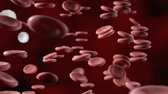 Red Blood Cells in an Artery Flow Inside Body Medical Human Healthcare
