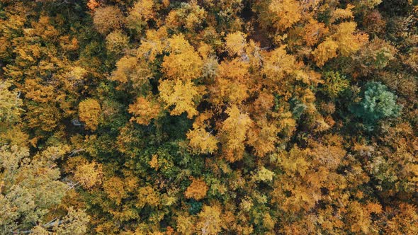 Aerial view over the forest Vertical background of treetops