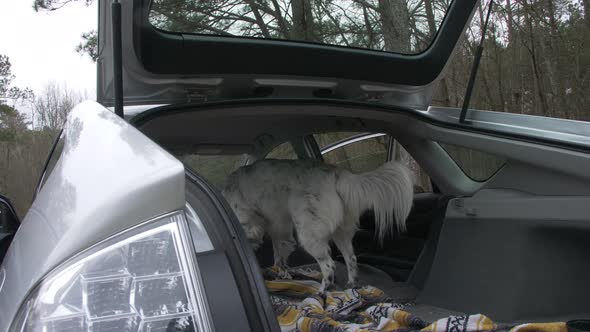 australian shepherd dog in hatchback car slow motion alt