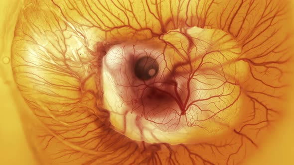 Heartbeat and Movement of Blood Through the Vessels of a Chicken or Quail Embryo in an Egg alt