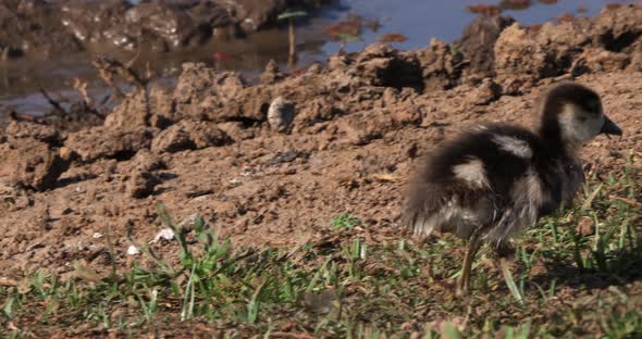 Egyptian Goose, alopochen aegyptiacus, Adult and Goslings, real Time 4K alt