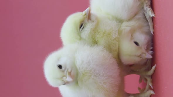 Vertical Video Three Funny Little Chickens