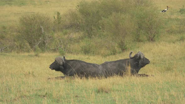 Two African buffaloes lying down and grazing alt