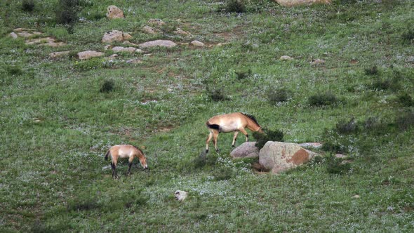 Wild Przewalski's Horses in Real Natural Habitat Environment in The Mountains of Mongolia alt