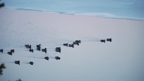 Flock Of Ducks In A Lake Swimming alt