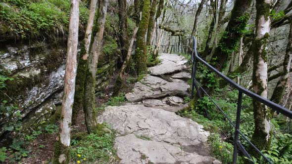 Hiking trail through beautiful green forest