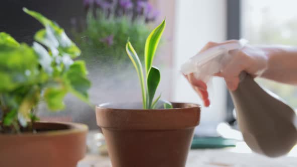 Hand Spraying Pot Flower at Home