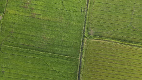beautiful rice plants in rice field. aerial view drone top view. evening time.
