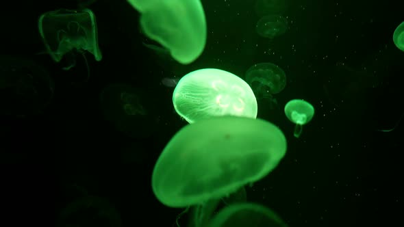 Jellyfish Floating In Water alt