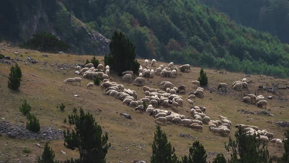 Free Range Flock of Sheep Rams on the Mountain Slope are Grazing on Field