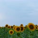 Sunflower Fields  - VideoHive Item for Sale