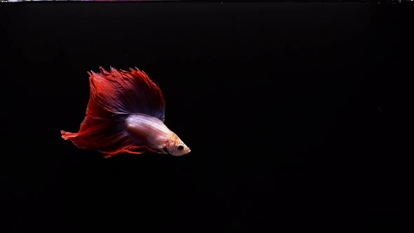 Vibrant and colourful Siamese fighting fish Betta splendens, also known as Thai Fighting Fish or bet alt