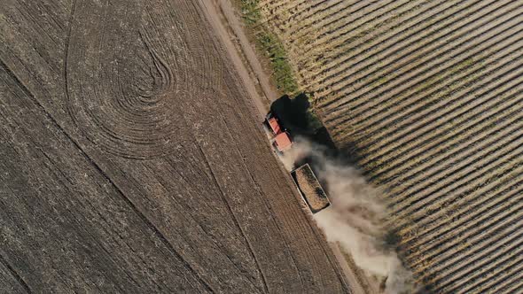 Potato Harvesting alt