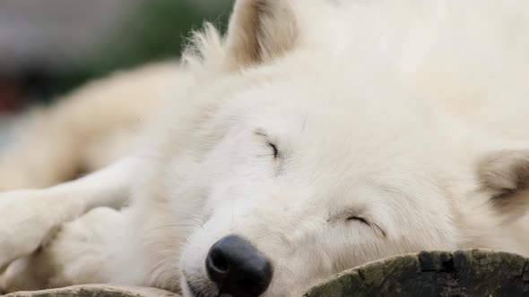 An old arctic white wolf is sleeping. Wolf close up alt