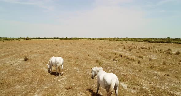 Horses in the Camargue France