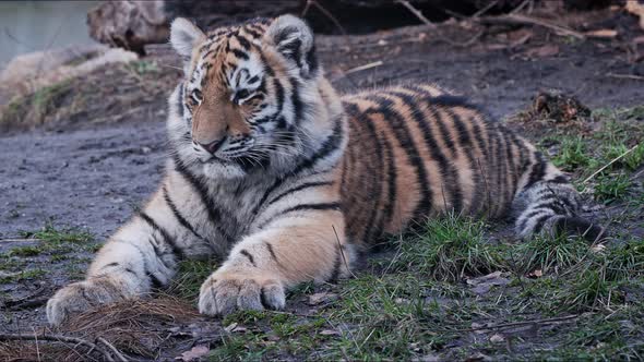 Cute siberian tiger cub, Panthera tigris altaica